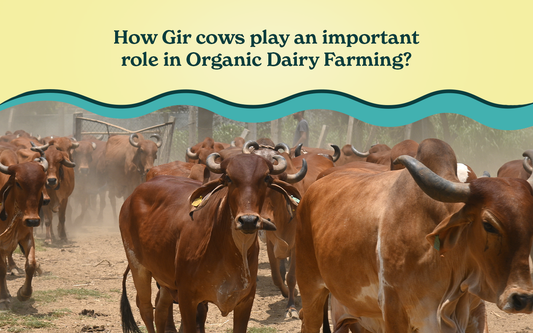 How Gir Cows Play An Important Role In Organic Dairy Farming?