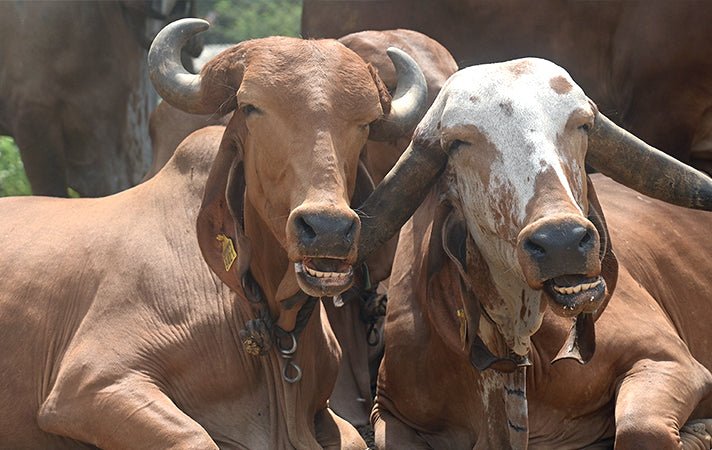 Why do we Need to Protect our Indigenous Indian Cows? - GIRORGANIC
